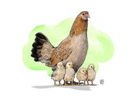 Mother Hen #52